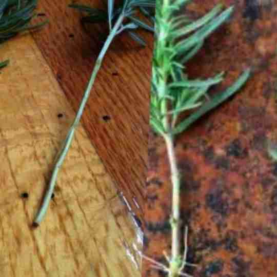 Rosemary Elixir: The Natural Liquid That Cleanses Blood Vessels and Eliminates Cholesterol